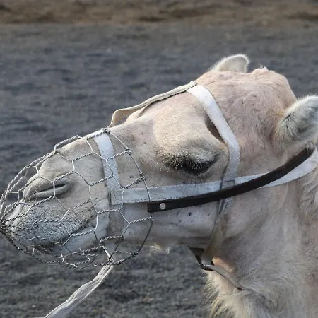 Roque Del Lanzarote Disconnection Near Of The Sea Apartamento